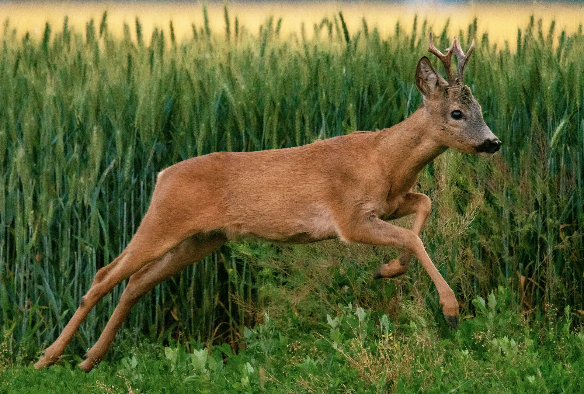 Ugró őzbak a búzatábla szélén
