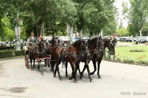 Képgaléria – 13