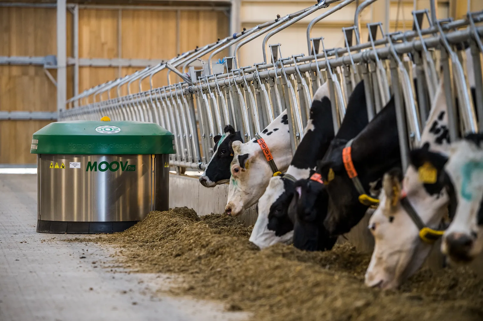 Holstein-fríz tehenek a takarmányos asztalnál